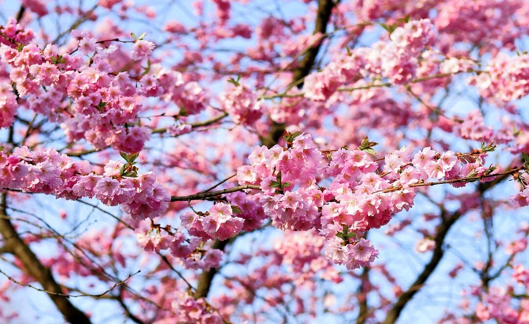 Celebrating Asian American and Pacific Islander Month