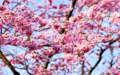 Celebrating Asian American and Pacific Islander Month